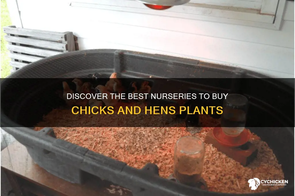 where to buy chicks and hens plants