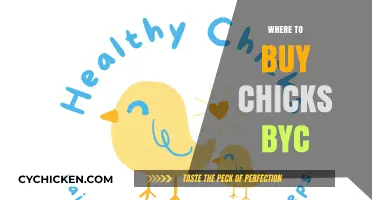 Best Places to Buy Healthy Chicks for Your Backyard Flock