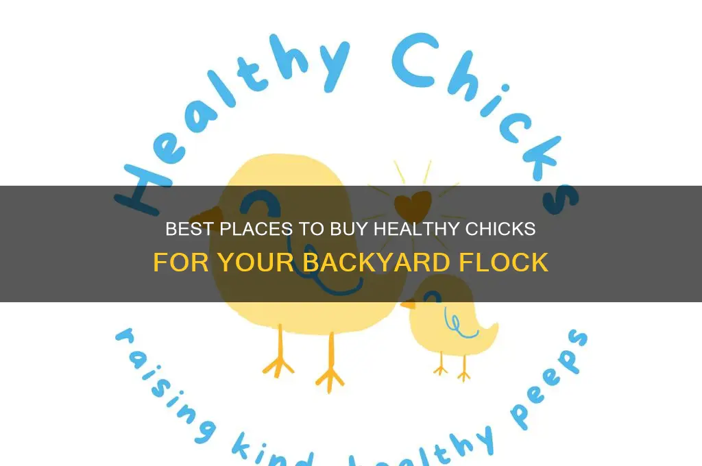 where to buy chicks byc