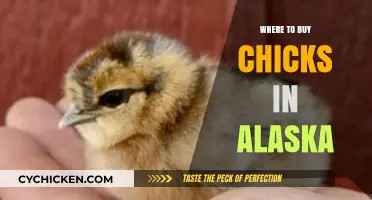 Alaska's Best Sources for Buying Healthy Chicks Locally