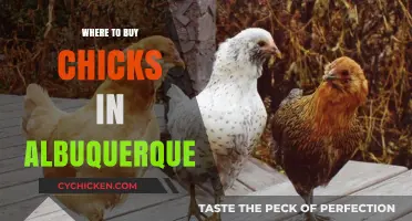 Best Places to Buy Chicks in Albuquerque: Your Ultimate Guide