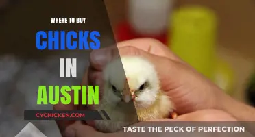 Best Places to Buy Chicks in Austin: Your Ultimate Guide