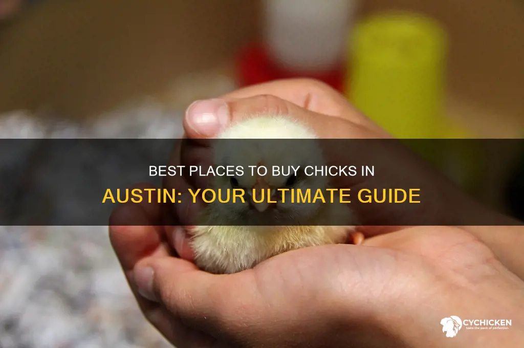 where to buy chicks in austin