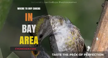 Bay Area Chick Suppliers: Where to Buy Healthy Chicks Locally