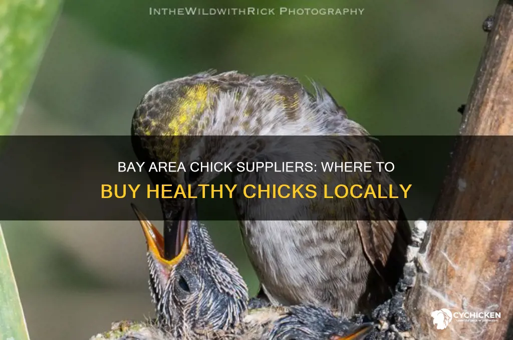 where to buy chicks in bay area