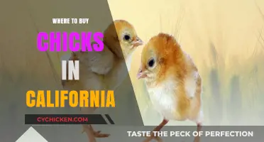Top California Hatcheries and Stores for Buying Healthy Chicks