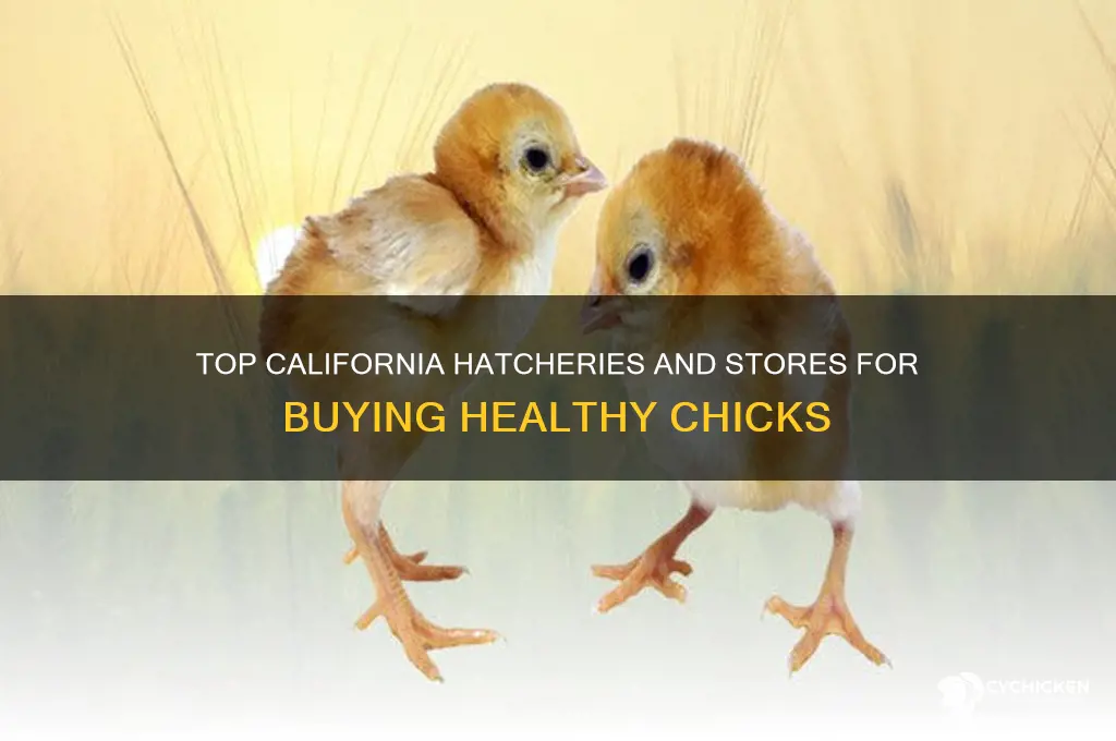 where to buy chicks in california