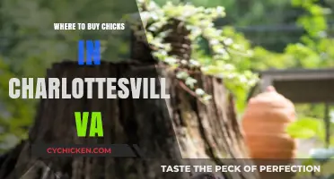 Best Places to Buy Chicks in Charlottesville, VA: A Guide