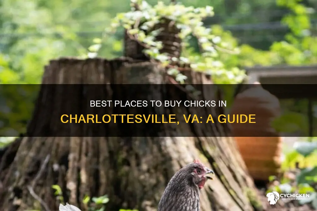 where to buy chicks in charlottesville va