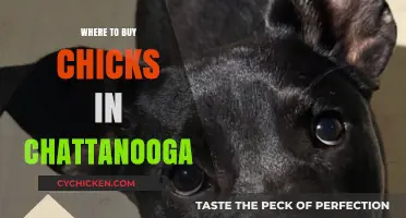 Chattanooga's Best Sources for Buying Healthy Chicks Locally