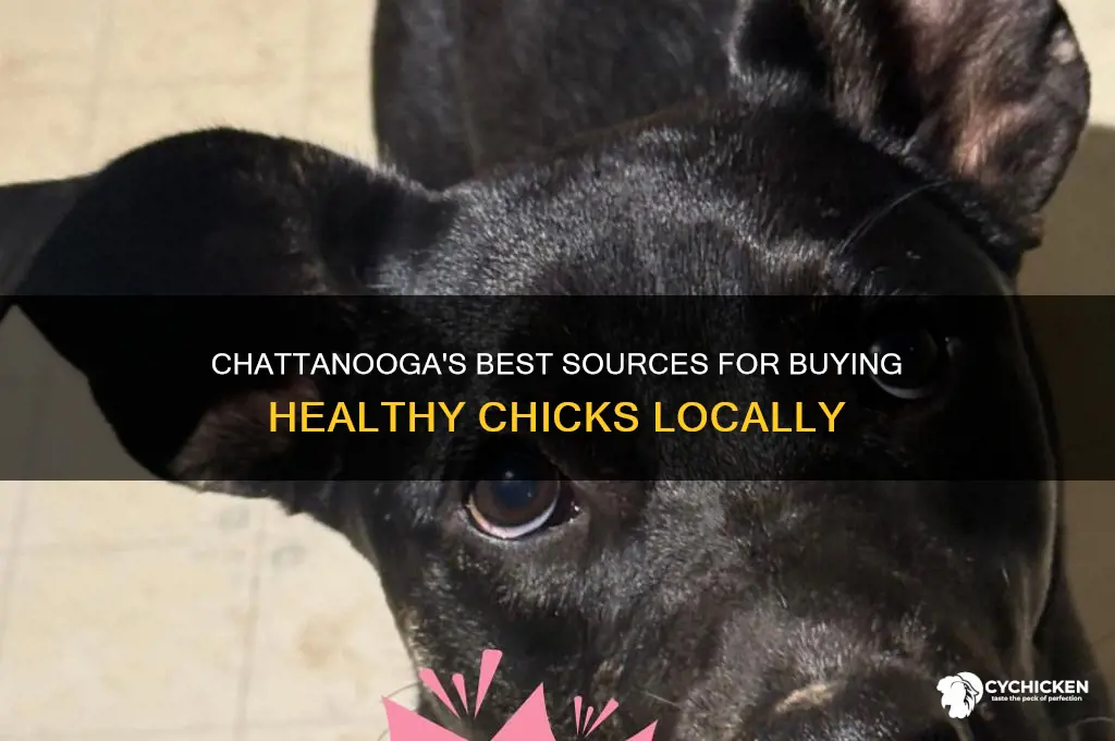 where to buy chicks in chattanooga