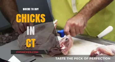 Best Places to Buy Chicks in Connecticut: Your Ultimate Guide