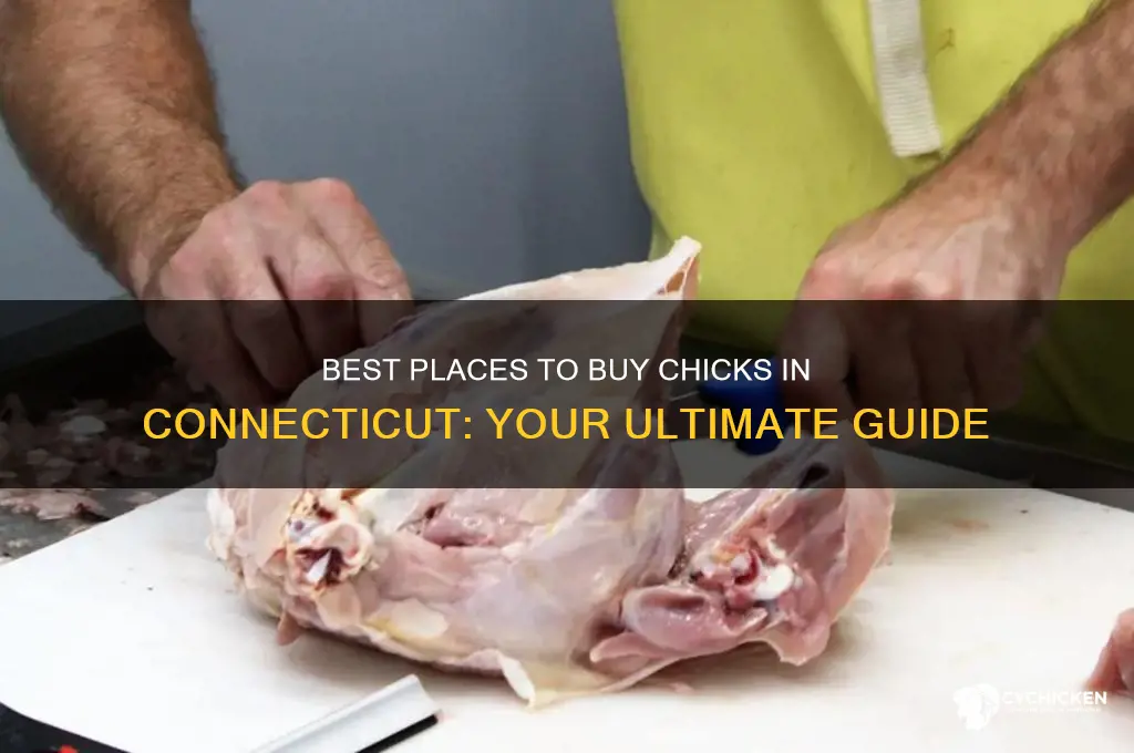 where to buy chicks in ct
