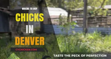 Denver's Best Sources for Buying Healthy Chicks Locally