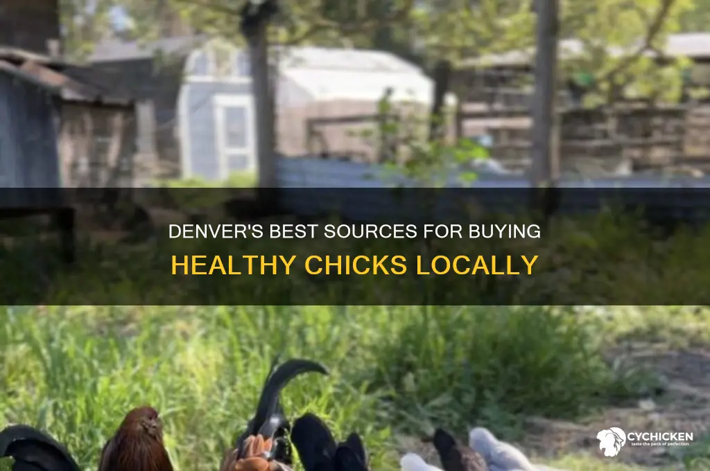 where to buy chicks in denver