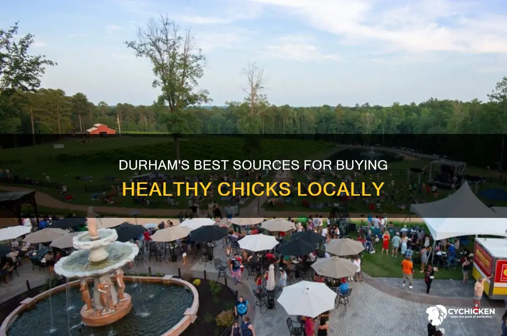 where to buy chicks in durham nc