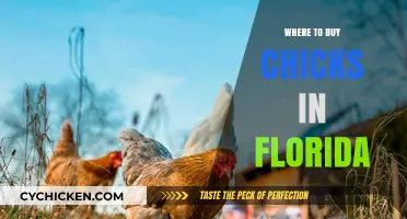 Florida's Best Hatcheries: Where to Buy Healthy Chicks Locally