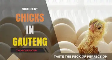 Where to Buy Chicks in Gauteng: Top Hatcheries and Suppliers