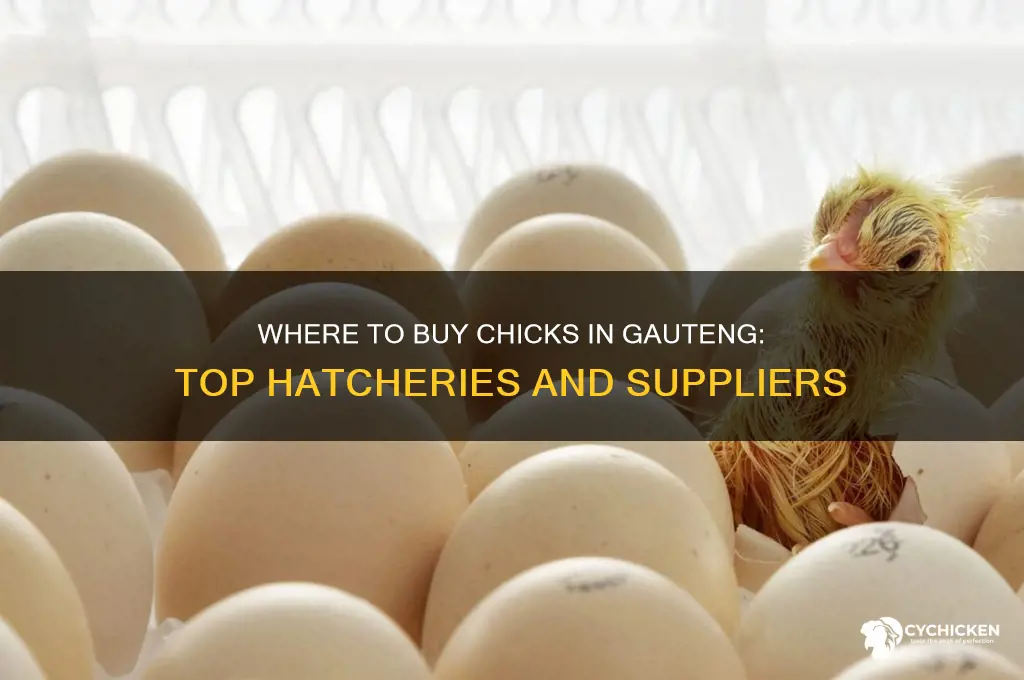 where to buy chicks in gauteng