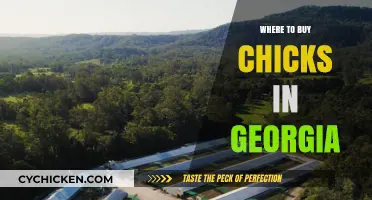 Best Places to Buy Chicks in Georgia: A Comprehensive Guide