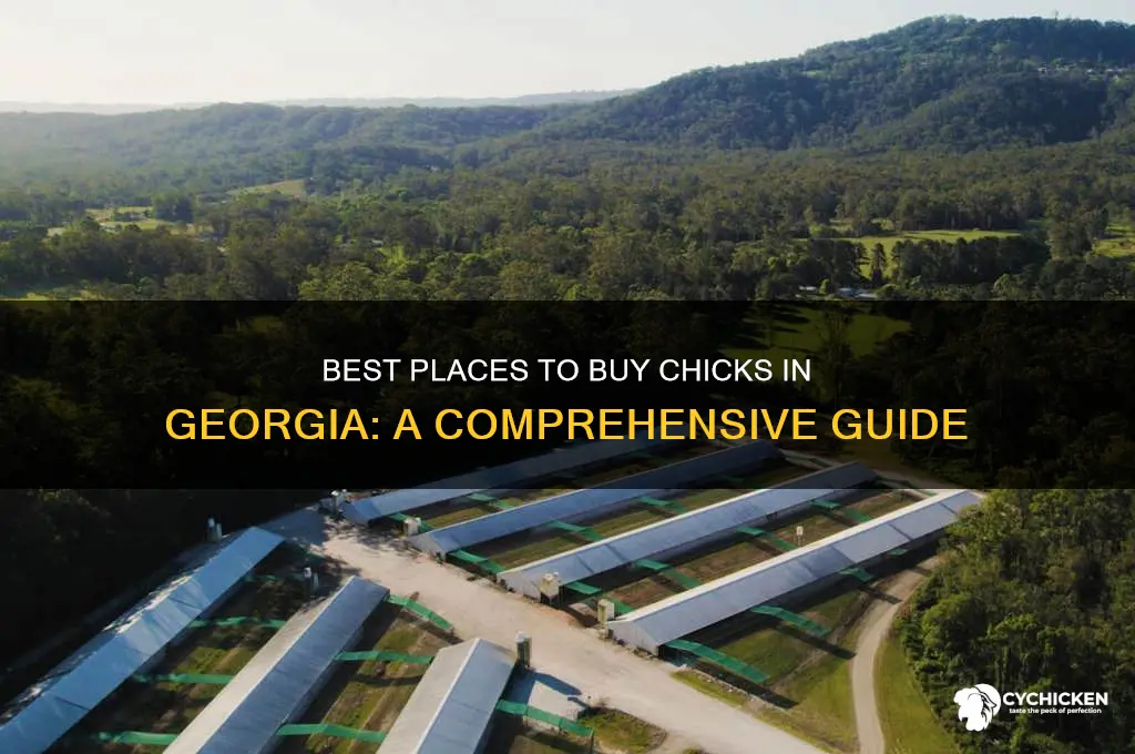 where to buy chicks in georgia