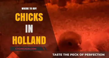 Best Places to Buy Chicks in Holland: A Comprehensive Guide