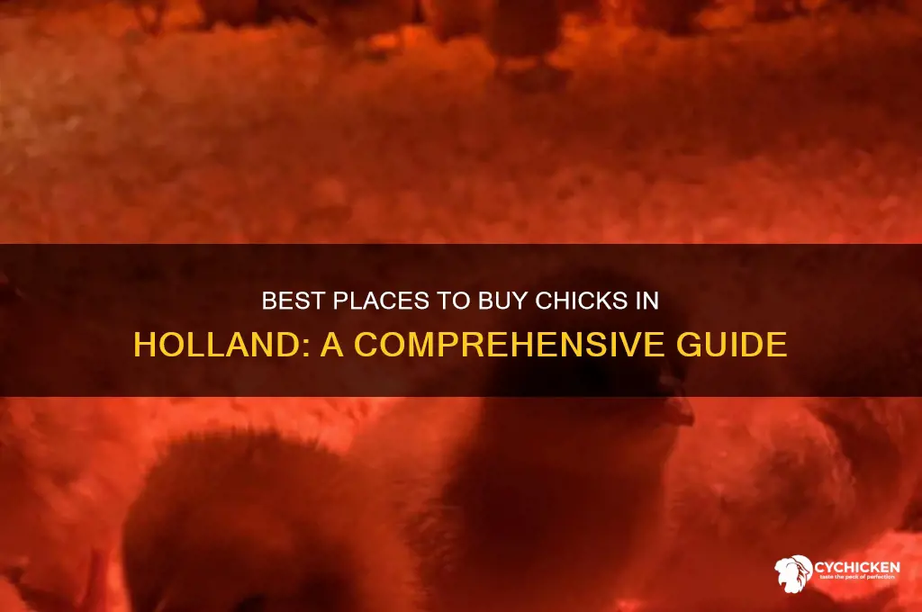 where to buy chicks in holland