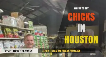 Best Places to Buy Chicks in Houston for Your Flock