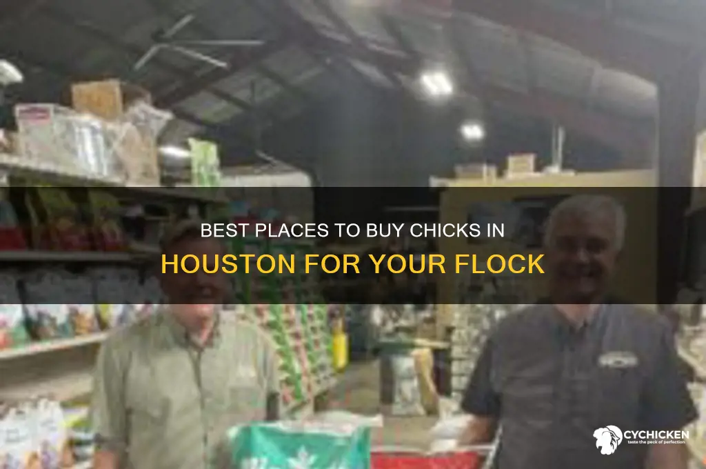 where to buy chicks in houston