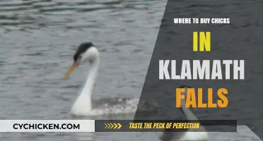 Best Places to Buy Chicks in Klamath Falls, Oregon