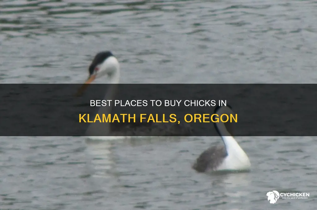 where to buy chicks in klamath falls