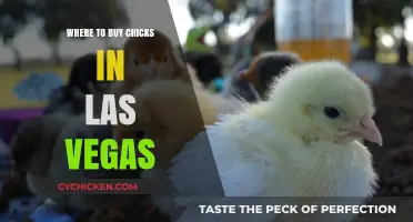 Best Places to Buy Chicks in Las Vegas: Your Ultimate Guide