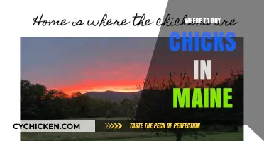 Maine's Best Sources for Buying Healthy Chicks Locally and Online