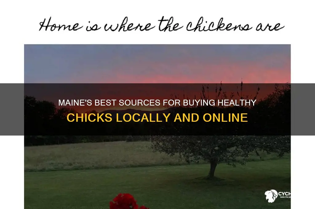 where to buy chicks in maine