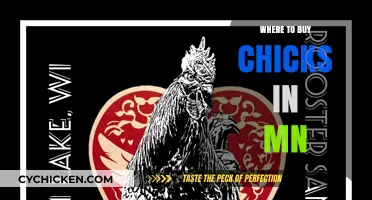 Best Places to Buy Chicks in Minnesota: Your Ultimate Guide