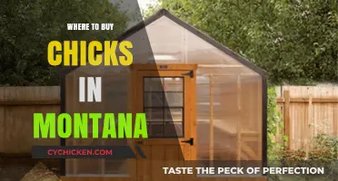 Best Places to Buy Chicks in Montana: Your Ultimate Guide