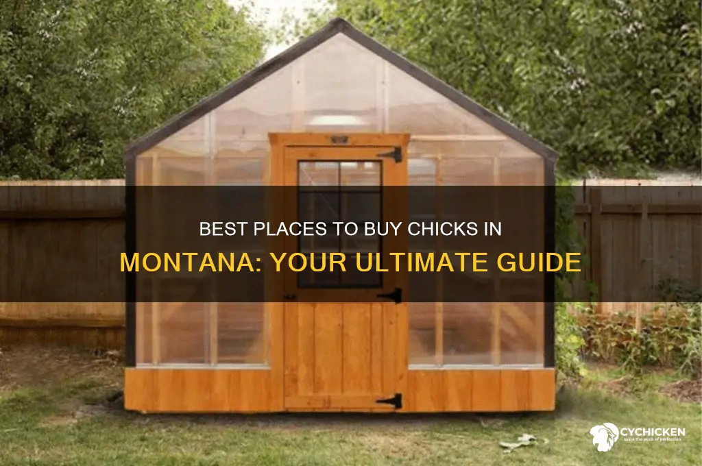 where to buy chicks in montana