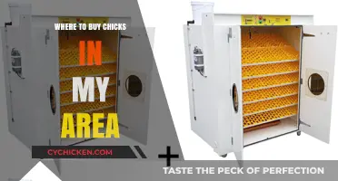 Local Hatcheries and Farms: Where to Buy Chicks Nearby