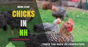 Best Places to Buy Chicks in New Hampshire: A Guide
