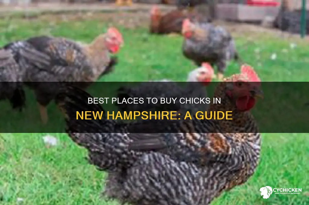 where to buy chicks in nh