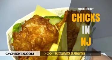 Best Places to Buy Chicks in New Jersey: A Local Guide