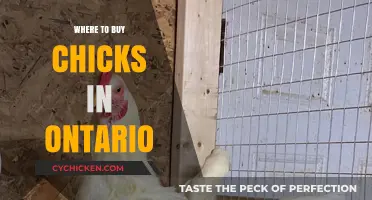 Best Places to Buy Chicks in Ontario: Your Ultimate Guide