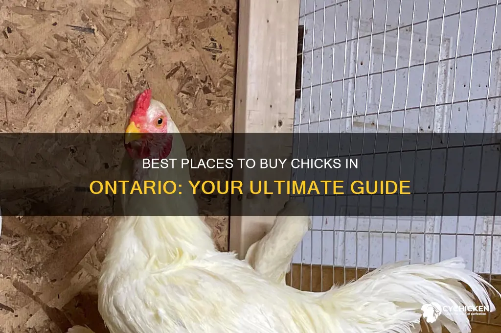 where to buy chicks in ontario