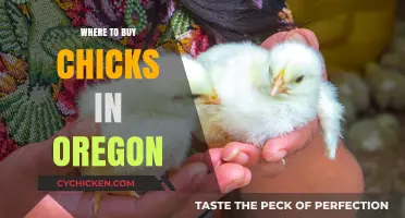 Oregon's Best Sources for Buying Healthy Chicks Locally and Online