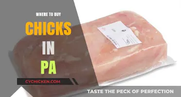 Where to Buy Chicks in PA: Top Hatcheries and Suppliers