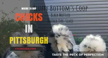 Pittsburgh's Best Sources for Buying Healthy Chicks Locally