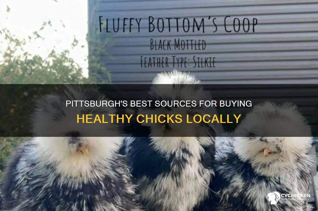 where to buy chicks in pittsburgh