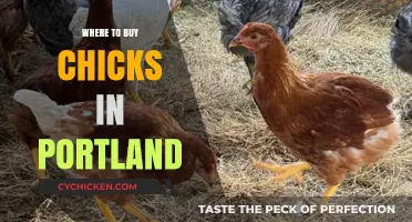 Where to Buy Chicks in Portland: Top Local Hatcheries and Farms