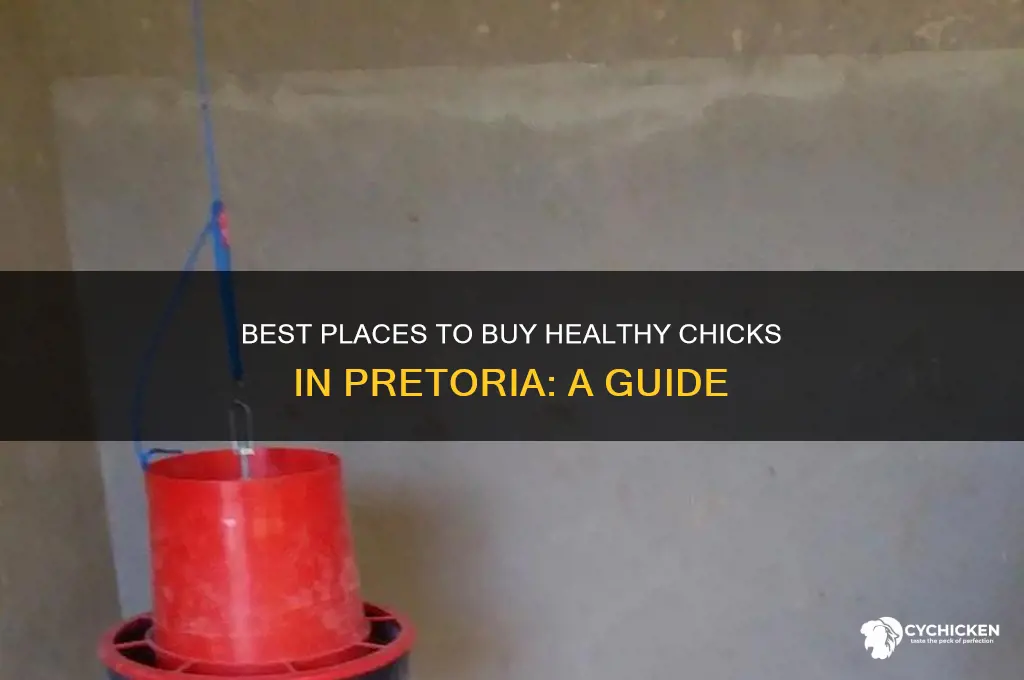 where to buy chicks in pretoria