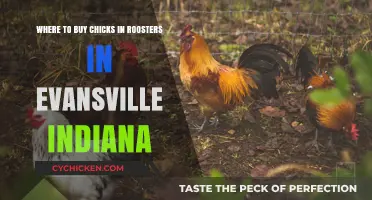 Evansville's Best Sources for Buying Chicks and Roosters: A Guide